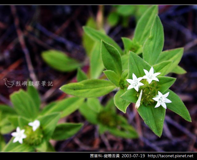 茜草科-擬鴨舌黃_10.jpg