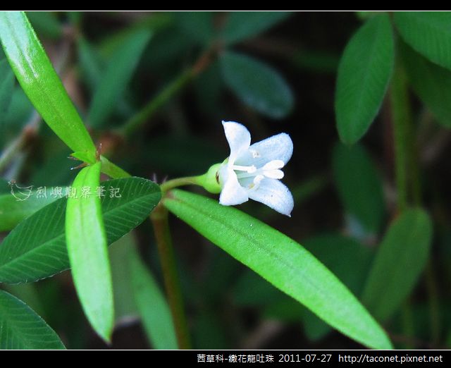 茜草科-繖花龍吐珠_07.jpg