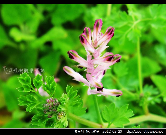 紫菫科-球果紫菫_09 紫菫科-球果紫菫_09