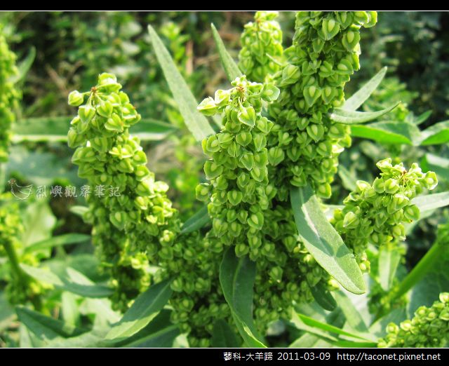 蓼科-大羊蹄_14 蓼科-大羊蹄_14