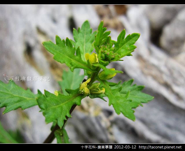 十字花科-廣東葶藶_04