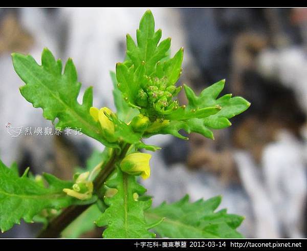 十字花科-廣東葶藶_06