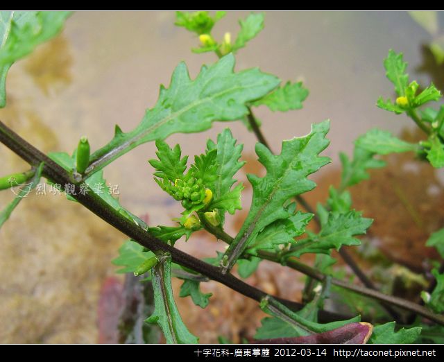 十字花科-廣東葶藶_08