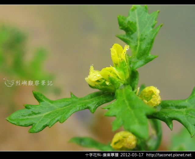 十字花科-廣東葶藶_09 十字花科-廣東葶藶_09