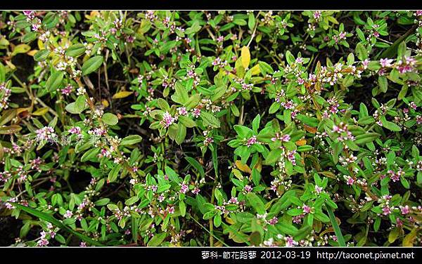 蓼科-節花路蓼_07