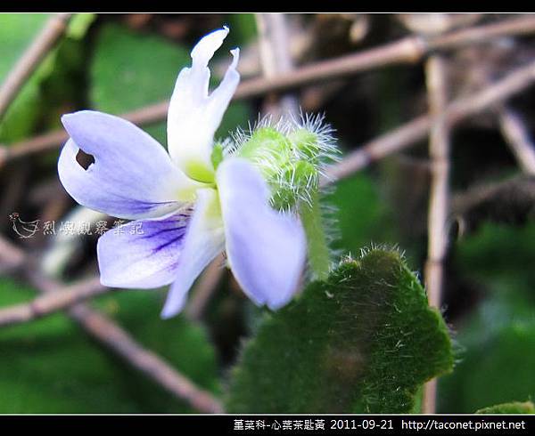 堇菜科-心葉茶匙黃_12