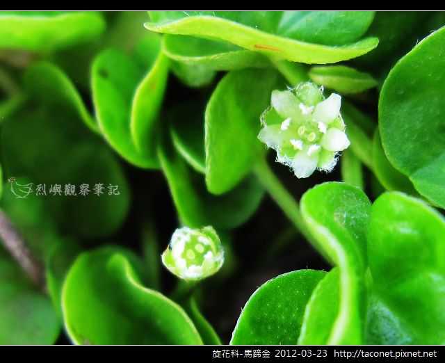旋花科-馬蹄金_07 旋花科-馬蹄金_07