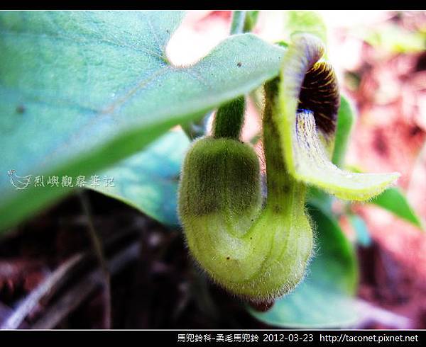 馬兜鈴科-柔毛馬兜鈴_06