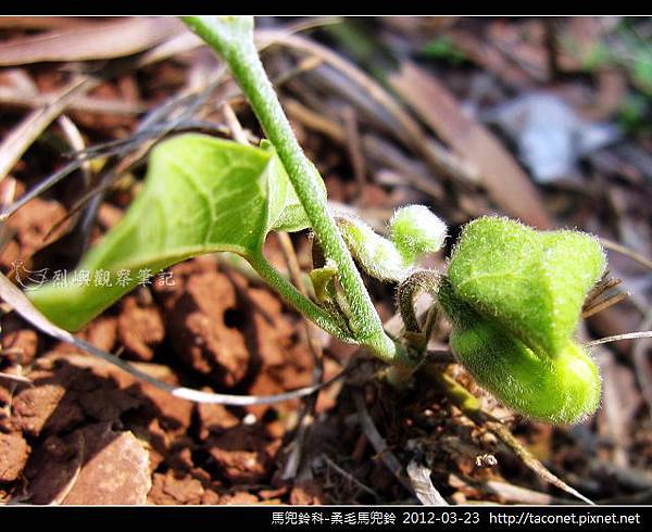 馬兜鈴科-柔毛馬兜鈴_09