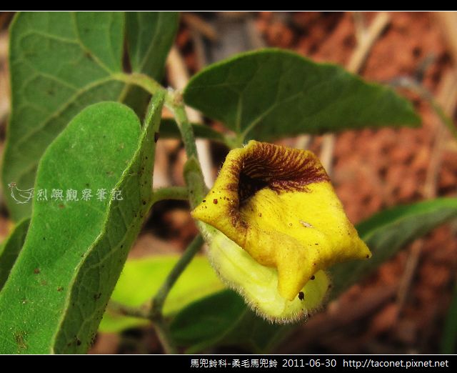 馬兜鈴科-柔毛馬兜鈴_14 馬兜鈴科-柔毛馬兜鈴_14