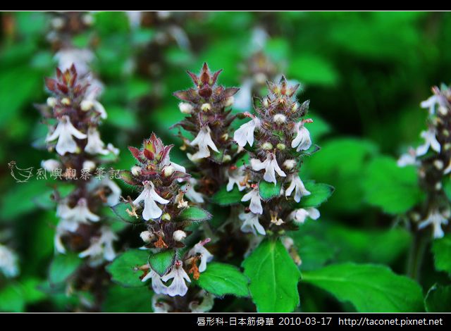 唇形科-日本筋骨草_02 唇形科-日本筋骨草_02