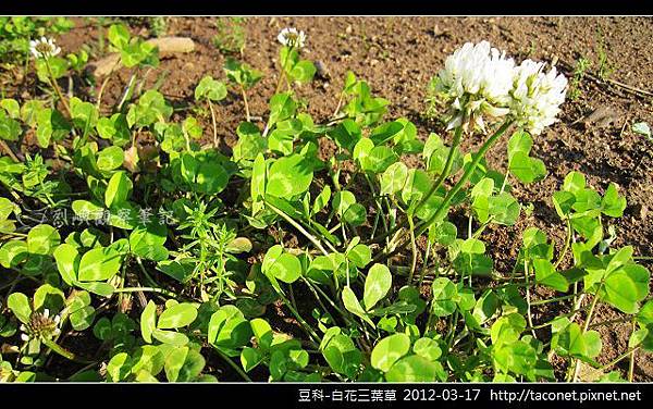 豆科-白花三葉草_08