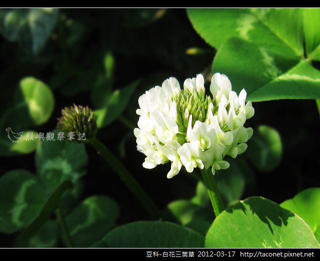 豆科-白花三葉草_10 豆科-白花三葉草_10