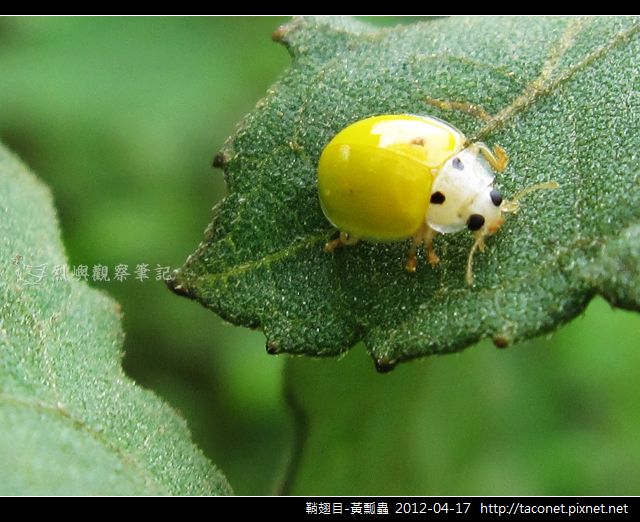 鞘翅目-黃瓢蟲_07