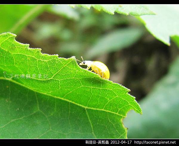 鞘翅目-黃瓢蟲_13