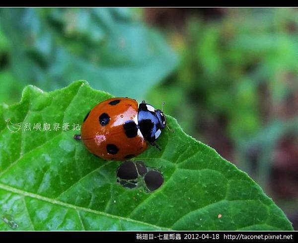 鞘翅目-七星瓢蟲_07