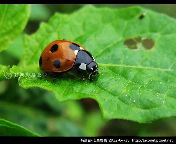 鞘翅目-七星瓢蟲_08