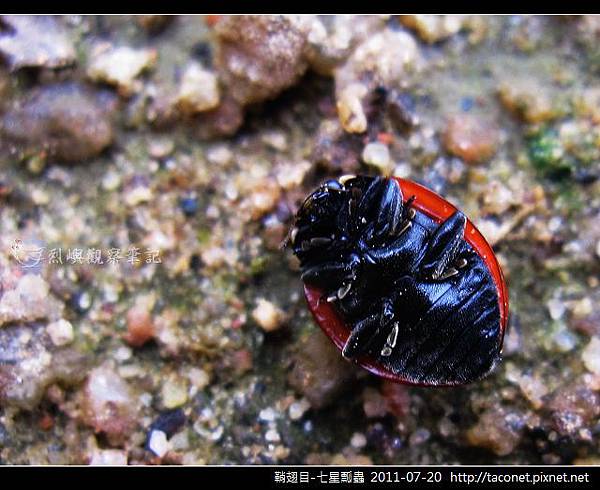 鞘翅目-七星瓢蟲_13