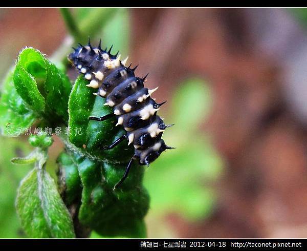 鞘翅目-七星瓢蟲_12