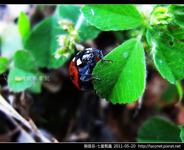 鞘翅目-七星瓢蟲_15