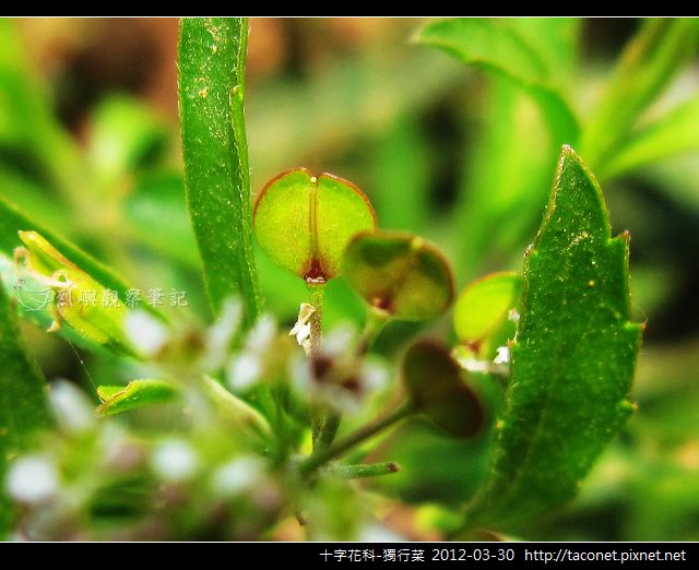 十字花科-獨行菜_05