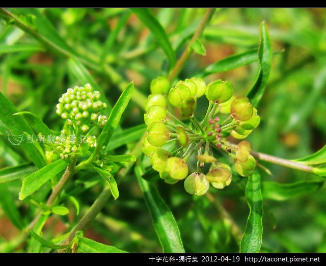 十字花科-獨行菜_07 十字花科-獨行菜_07