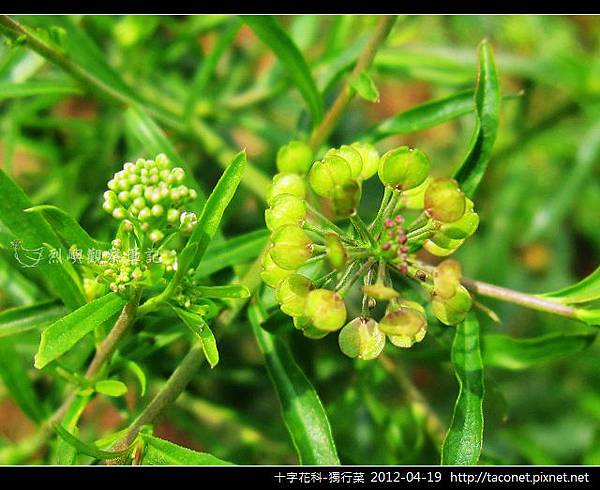 十字花科-獨行菜_07