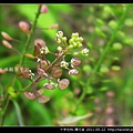 十字花科-獨行菜_12