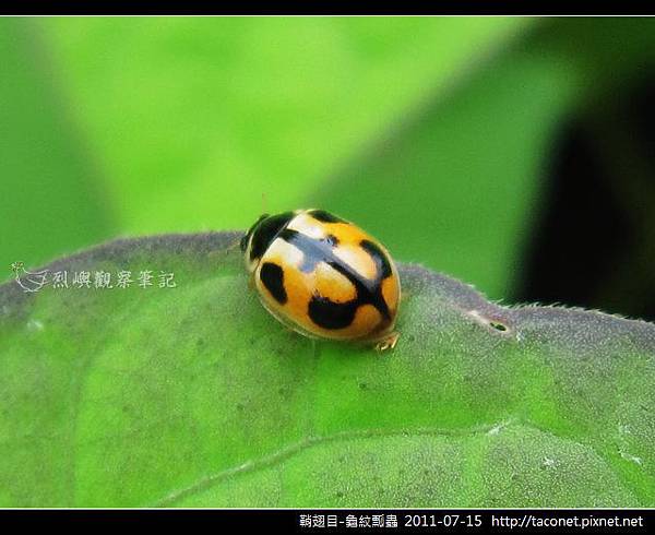 鞘翅目-龜紋瓢蟲_04