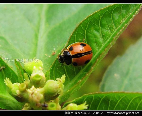 鞘翅目-龜紋瓢蟲_08