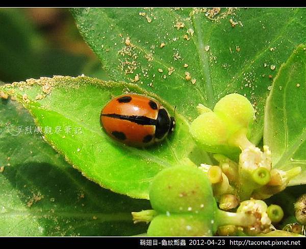 鞘翅目-龜紋瓢蟲_06