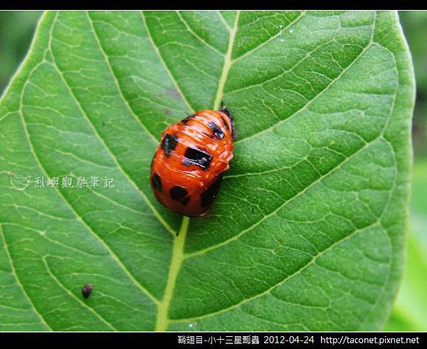 鞘翅目-小十三星瓢蟲_01