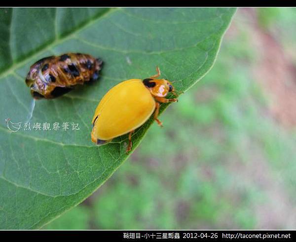 鞘翅目-小十三星瓢蟲_04