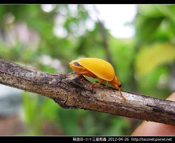 鞘翅目-小十三星瓢蟲_06