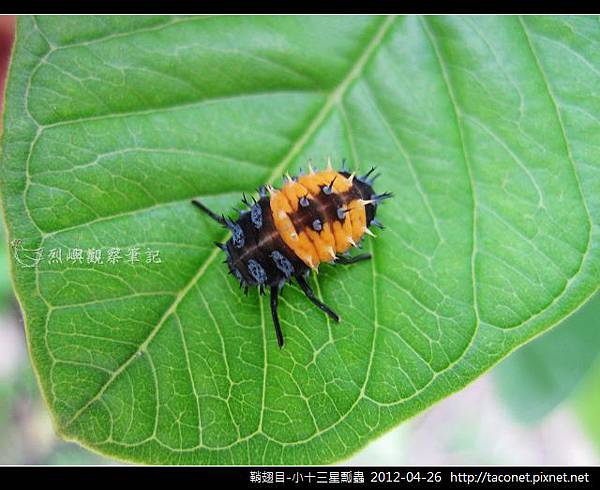 鞘翅目-小十三星瓢蟲_05