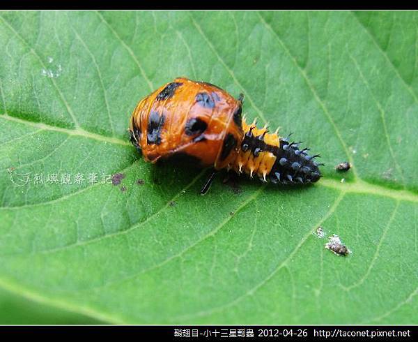 鞘翅目-小十三星瓢蟲_10