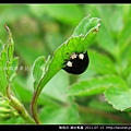 鞘翅目-錨紋瓢蟲_02