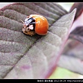 鞘翅目-錨紋瓢蟲_04