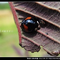 鞘翅目-錨紋瓢蟲_07