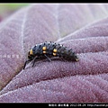 鞘翅目-錨紋瓢蟲_06