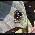 鞘翅目-錨紋瓢蟲_08