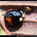 鞘翅目-錨紋瓢蟲_09