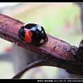 鞘翅目-錨紋瓢蟲_10