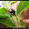 鞘翅目-錨紋瓢蟲_11