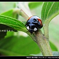 鞘翅目-錨紋瓢蟲_12