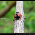 鞘翅目-錨紋瓢蟲_13