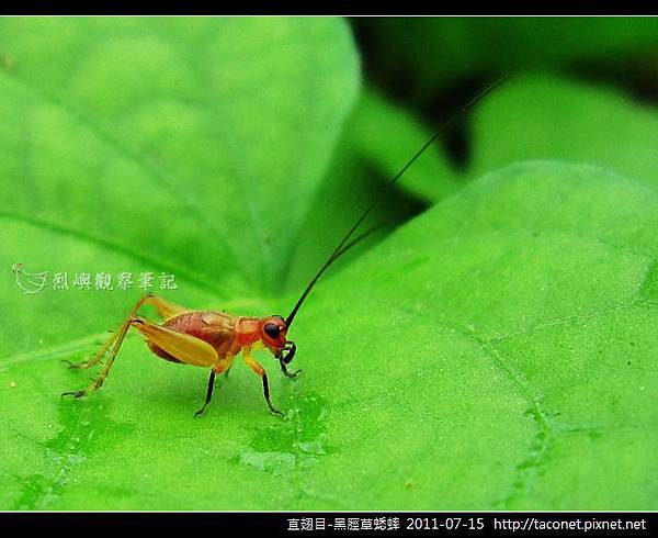 直翅目-黑脛草蟋蟀_03