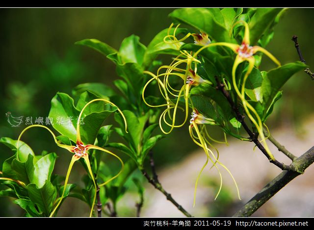 夾竹桃科-羊角拗_09 夾竹桃科-羊角拗_09