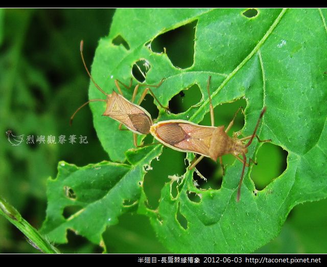 半翅目-長肩棘緣椿象_01