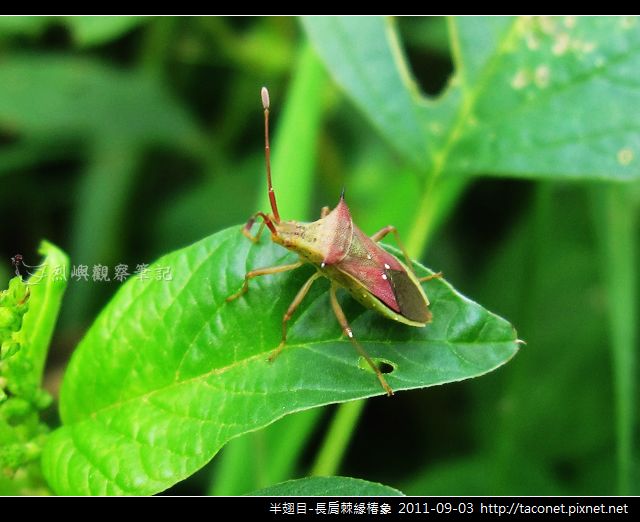 半翅目-長肩棘緣椿象_06